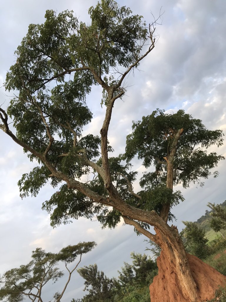 mallory ☼💛 tweet media