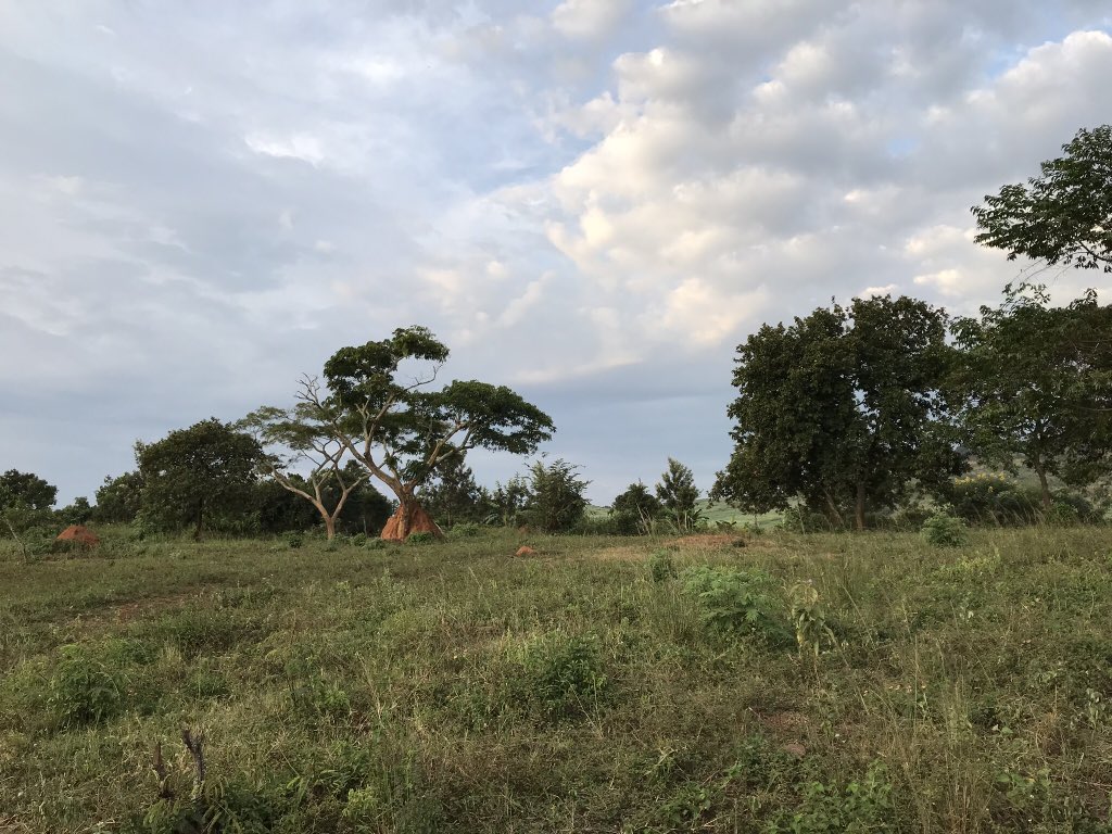 mallory ☼💛 tweet media