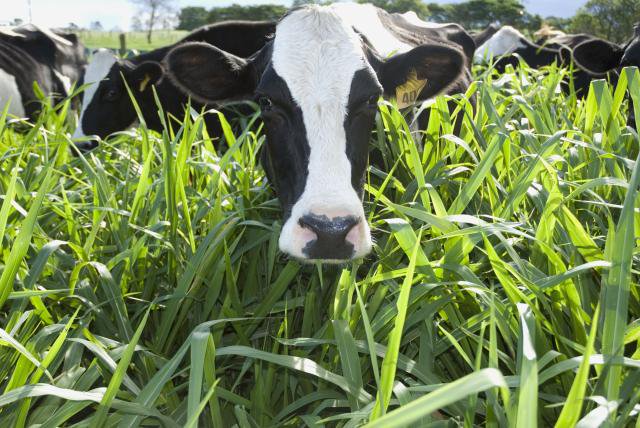 NorteAgroTO's tweet photo. Embrapa busca parceiros no Estado do Tocantins para desenvolver projeto voltado à pecuária leiteira https://t.co/1thYNHTJMR #NorteAgroTO #pecuária #gadoleiteiro #agropecuária #BaldeCheio @embrapa https://t.co/c3oLRWXHTX