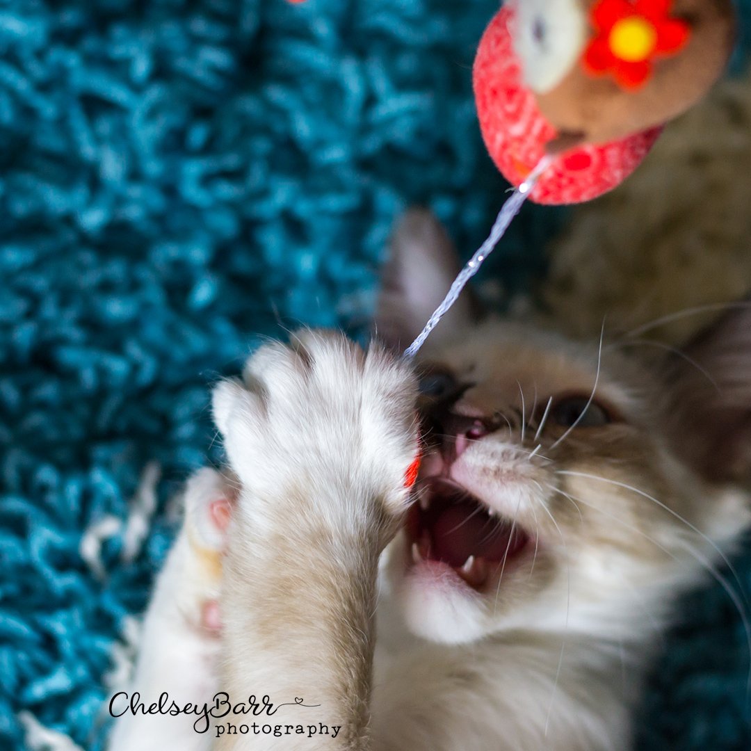 housecatrules tweet picture