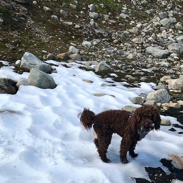 vidarsvendsen's tweet photo. Lykken er å finne en snøflekk i sommervarmen https://t.co/N40yufQVd9 https://t.co/62IURQk4tO