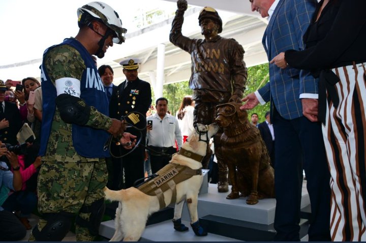 rick_rivers's tweet photo. @WardRicardo @Claudiashein @amievajoserra @INAHmx @dprieto_ @SOBSECDMX #FelizJueves #EntérateCDMX #Frida perrita rescatista develó su estatua #QueOndaCon #EstatuaDrLucio? +10 años que desapareció x borrachazo ¿su réplica? ¿Cuándo? #comaep #espaciopublico @INAHmx @CulturaCDMX @Claudiashein @amievajoserra @dprieto_ https://t.co/agFGQ9PtPI