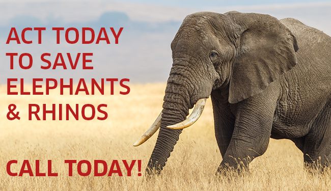 ACTION NEEDED! One quick call can help save elephants &amp; rhinos, by restricting the illegal sale of ivory &amp; rhino horn in MA. Call your State Reps by 7/31 &amp; ask them to request the House Ways &amp; Means Committee to release S 2575 w/out amendments for passage: ow.ly/hdGM30l25EW