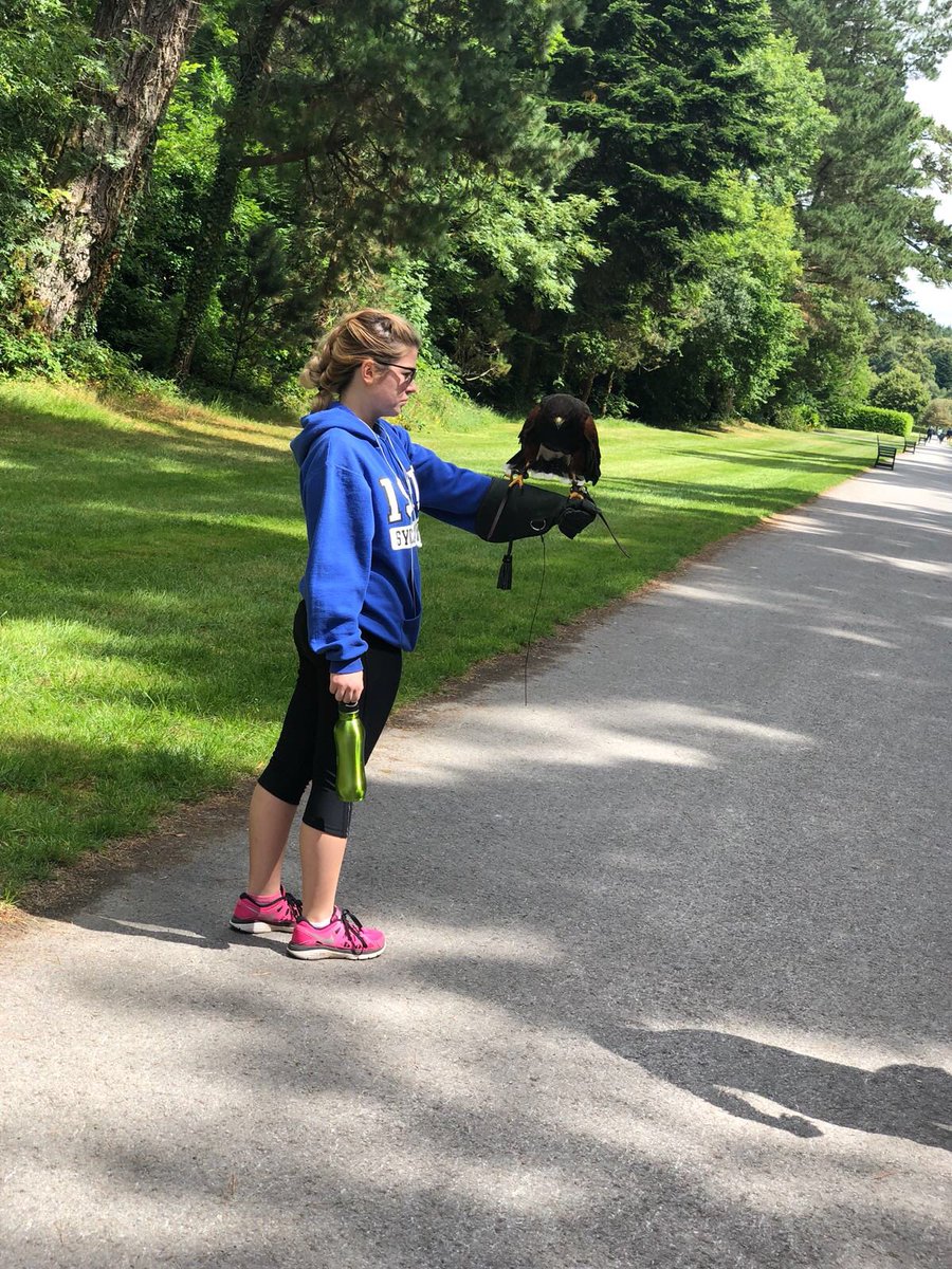 cwitkemper's tweet photo. Day 9: Cong (Ashford Castle) - learned about the wonderful sport of Falconry. We walked Harris Hawks around the ground for an hour. Such an amazing experience with the birds of prey. Check us out @ISU_CGE #STATEabroad #Moretoblue #SPMIreland2018 https://t.co/z2b0wjHOhL