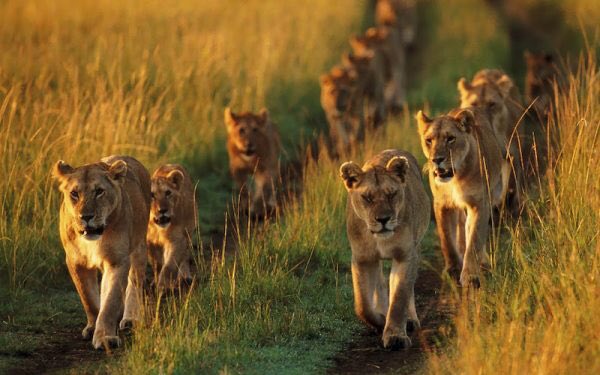 CoachhZoe's tweet photo. Either your with us or against us. #Pr1de #MPFB https://t.co/dImHxQ3TJs
