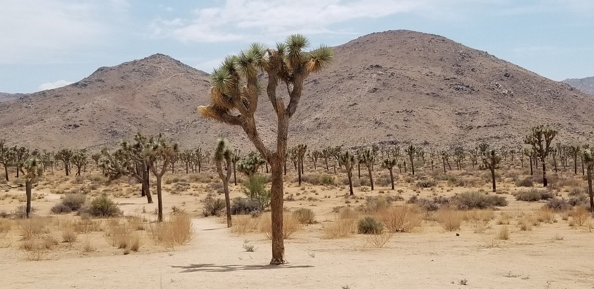 MikeQuinnJr707's tweet photo. First time at @JoshuaTreeNPS . #joshuatree #palmsprings https://t.co/nBJxcFWPrW