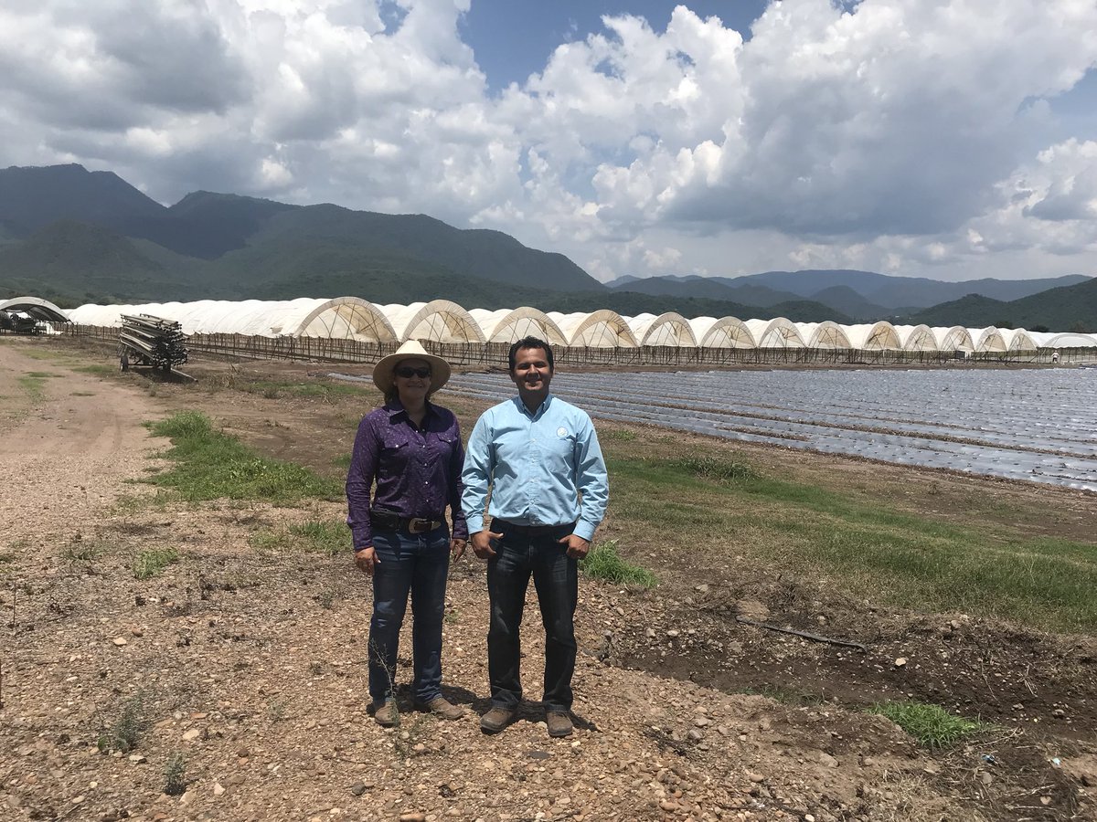 memo_huitron's tweet photo. Me da gusto poder apoyar a los nuevos proyectos con miras a una mejor producción, rentabilidad y de impacto social. Certificación #PrimusGfs https://t.co/X2DrdqlfN8