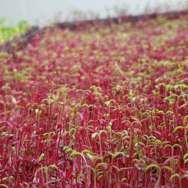 ICODave_'s tweet photo. Red and Green Amaranth microgreens 🌱😁
.
.
#IronCityOrganics
.
.
.
.
.
#organicfood #organic #healthyfood #vegan #glutenfree #healthy #eatclean #healthylifestyle #plantbased #microgreens #foodie #instafood #cleaneating #urbanfarming #realfood #vegetarian #veganfoodshare #vega… https://t.co/5G5Uf9IDME