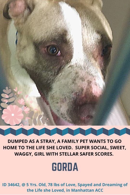 nasrene41's tweet photo. #GORDA A #STRAY, TRYING 2 SURVIVE ROUGH LIFE ALONE! #NYCACC NOT A #SHELTER, PLACE TO DIE! NO LOVING HOME, WON’T GIVE HER A CHANCE!
#RESCUEDOGS #FOREVERHOME #FOSTER #ADOPT #BanNYCHABAN #CompanionAnimalProtectionAct #EndBSL #NYCHumaneMovement #SaveSLATER
https://t.co/7vNNt4FBfE https://t.co/htKY6SOJsF
