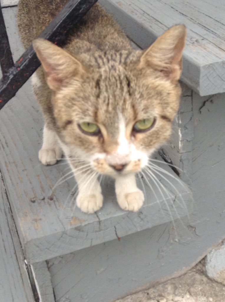graveyardfoxes's tweet photo. She has the prettiest eyes! https://t.co/oHaNVs9rqb