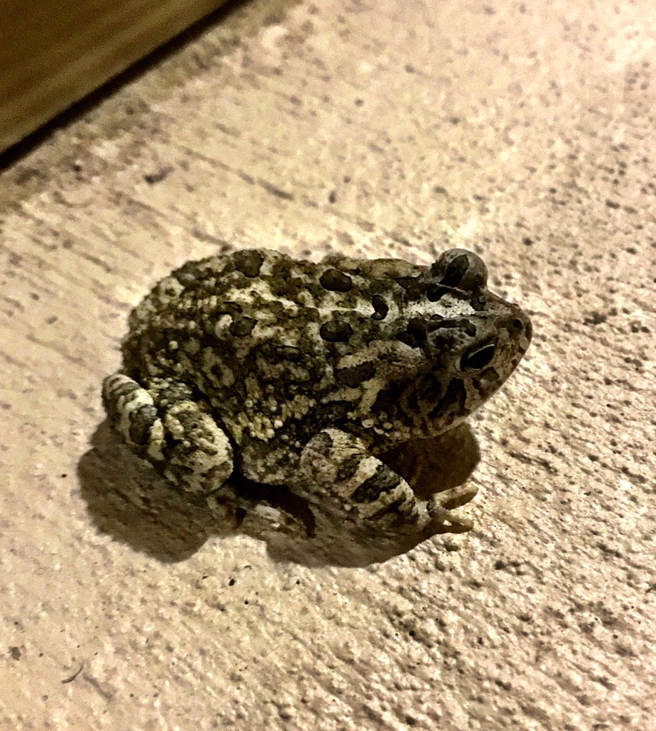 KR0AKilo's tweet photo. This is one of my friends 🐸 https://t.co/WLXWSi2Cve