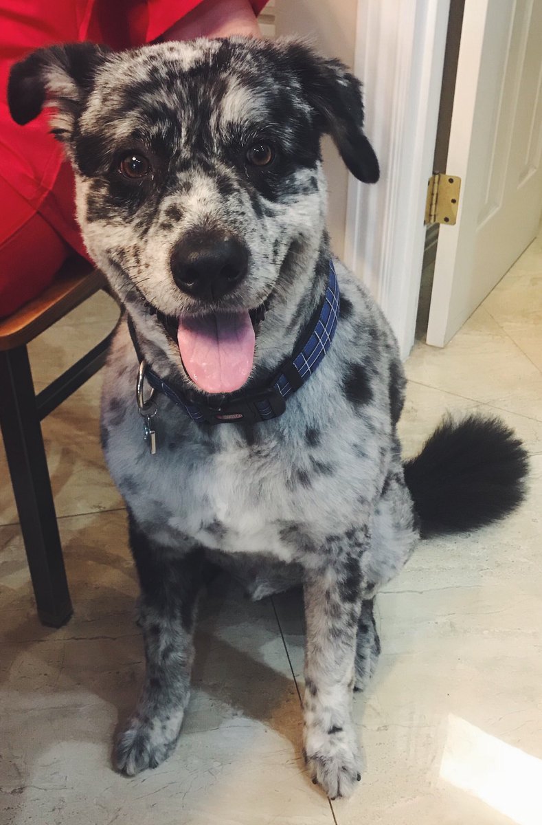 Mad_Morgan's tweet photo. Oz man appreciation post🐶❤️ https://t.co/qseN20lY3W