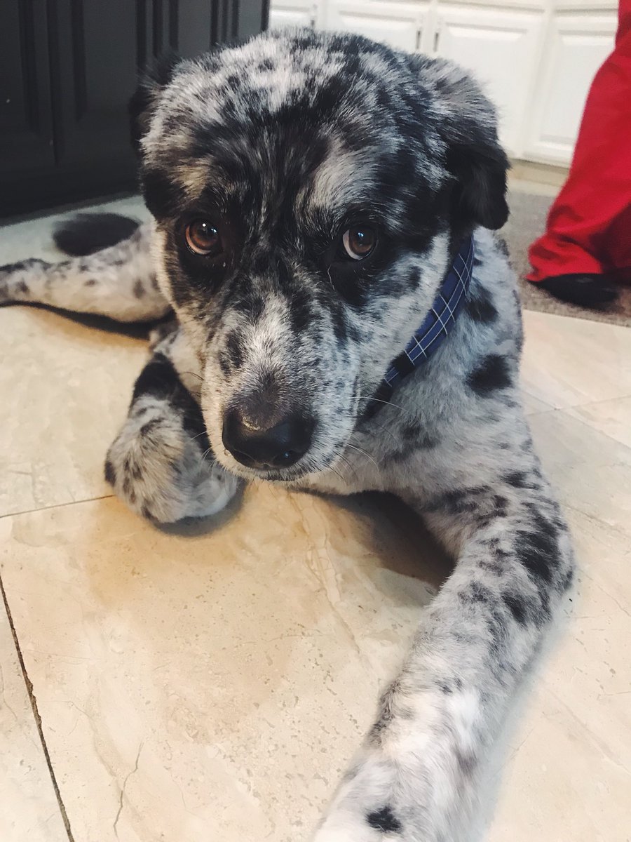 Mad_Morgan's tweet photo. Oz man appreciation post🐶❤️ https://t.co/qseN20lY3W