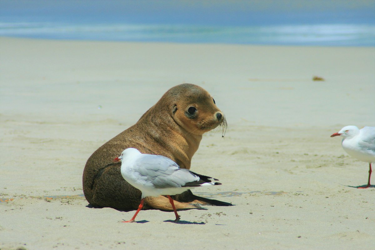campermate's tweet photo. The CamperMate Team and our little friend here wish you a happy weekend! What are your plans?
#Campermate #kangarooisland #sealbay @Australia @southaustralia #shareyourparadise #liveoutdoors #travelaustralia #PicOfTheDay #instatravel #travel #modernoutdoors #BeachLive #babyseal https://t.co/LavRYQrq0Q