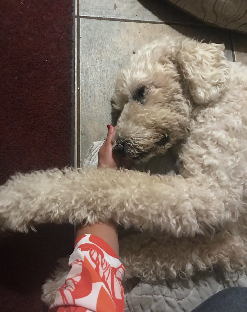 MilekaLincoln's tweet photo. It was a short trip home to my #PunaStrong ʻohana before I had to get back for #KeikiHula, but you better believe I made sure to see my boy for some snuggles 🐶❤️ #MagicalMerlin is slowly improving more every day, UPDATE👉🏽 https://t.co/ig49SSXgIL #PrayForPuna #TBT #Throwback https://t.co/pf8Faq9HNW