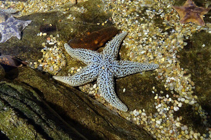 GVacationDeals's tweet photo. Save on Aquarium of the Bay in San Francisco #SanFrancisco #starfish #shark #sharkweek #sanfranciscobay #leopardshark #Garibaldi #onlyinsf #sflove #travelexperience #travel #sfbayarea #SanFrantrip #SanFranciscoCA #trip https://t.co/yMjN0s2YKU https://t.co/WgQ1NijAtz