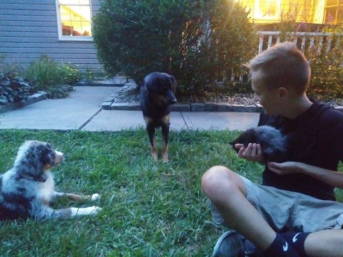 Fouss's tweet photo. Because getting a puppy this summer wasn't enough. #ilovekittens #maybe3 https://t.co/n9g2NTaks0