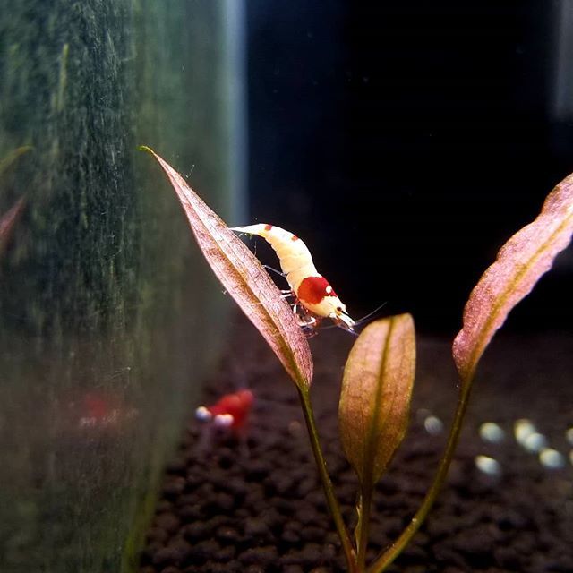 ScapesWorld's tweet photo. Can you guess the plant this shrimp is doing yoga on? 🤔🌿 https://t.co/XyHUIKWCWp https://t.co/PZpOsETarh