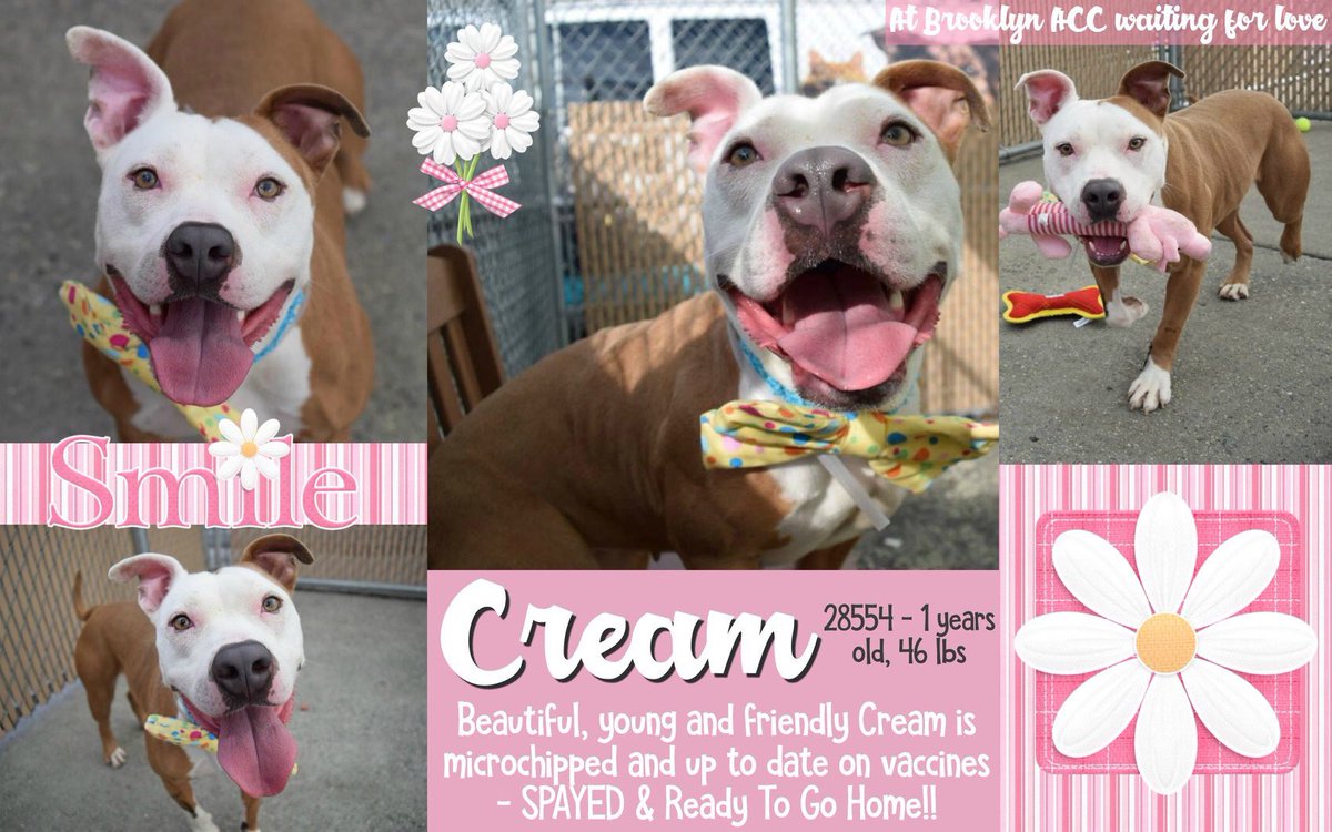 nasrene41's tweet photo. YEAR OLD PUP #HAZEL AKA #CREAM #RETURNED! 1 YEAR OLD! Ok NOW CONDEMNED FOR βBEHAVIORAL CONCERNSβ! #RESCUEDOGS #FOREVERHOME #FOSTER #ADOPT #GetYourRescueOn #EndBSL #NYCHumaneMovement #SaveHAZEL
https://t.co/YTGUjkiWu1 https://t.co/RH0sQGOAwJ
