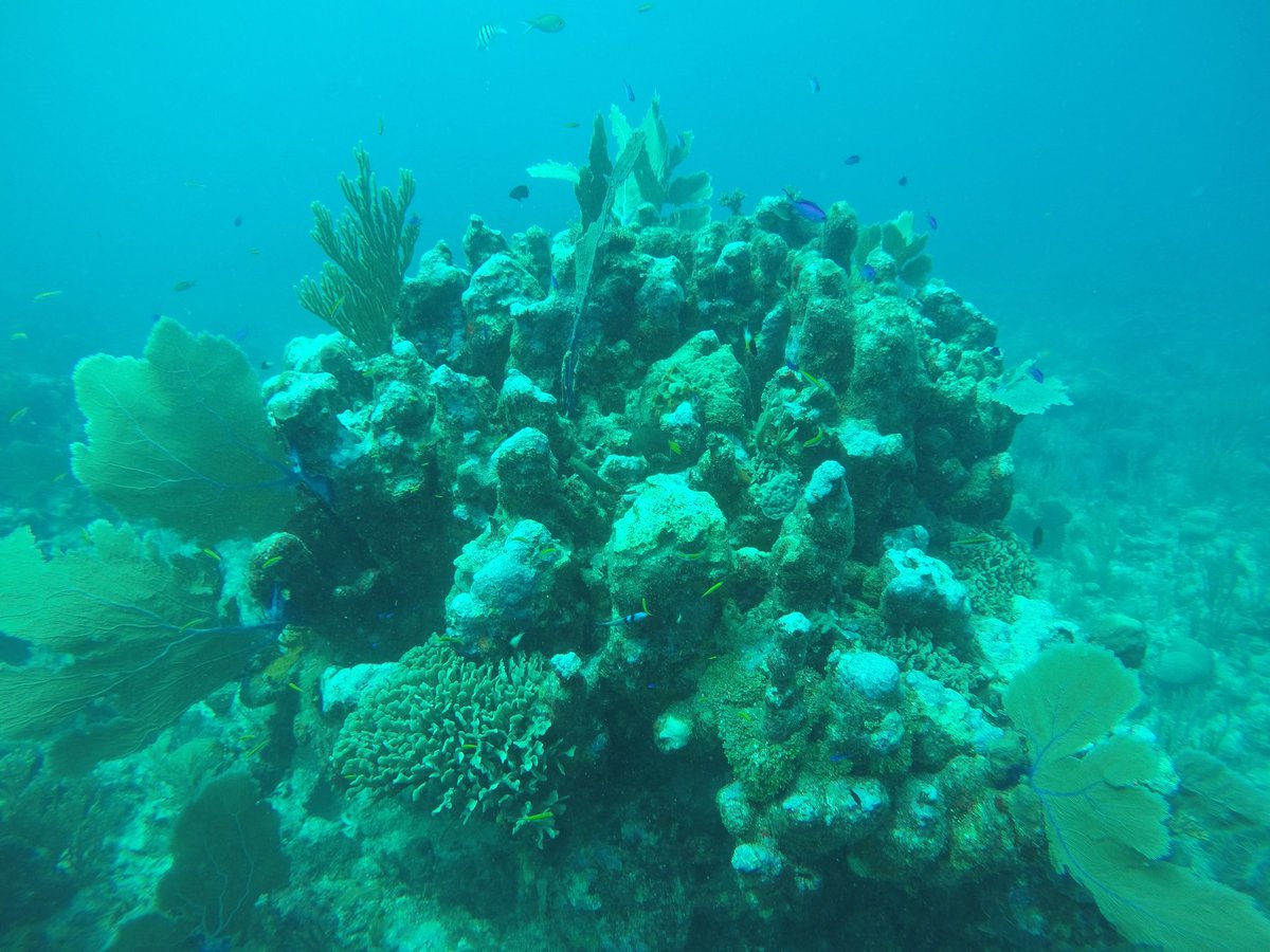 QMGSBiology's tweet photo. Group pic of diving group 5. Also, some fish ID. https://t.co/tiI9nVUE0q