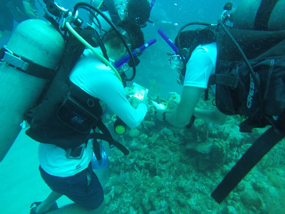 QMGSBiology's tweet photo. Group pic of diving group 5. Also, some fish ID. https://t.co/tiI9nVUE0q