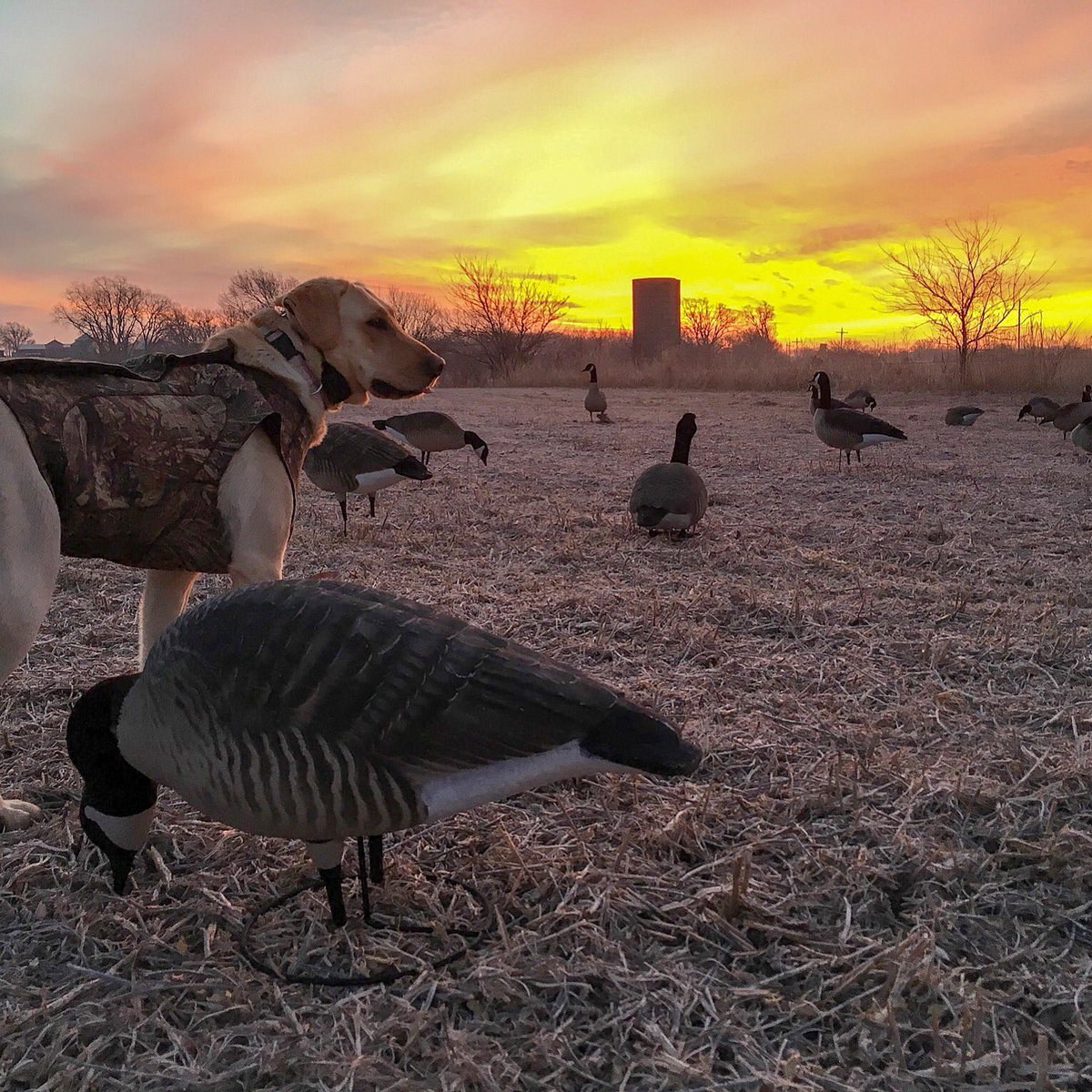 Modern_Wild_Man's tweet photo. Retweet if you love ❤️ the anticipation at sunrise when the geese are about to fly! #modernwildman #goosehunting #waterfowl #takemehunting https://t.co/zzNEHvNj8M