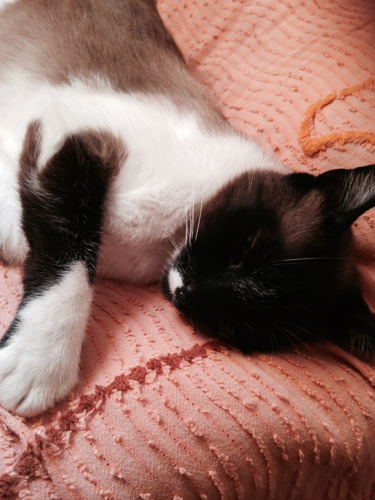 fofurentos's tweet photo. Theo 🐈 via DM ❤️ https://t.co/1X2oElIGBy
