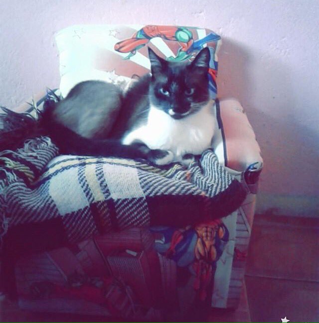 fofurentos's tweet photo. Theo 🐈 via DM ❤️ https://t.co/1X2oElIGBy