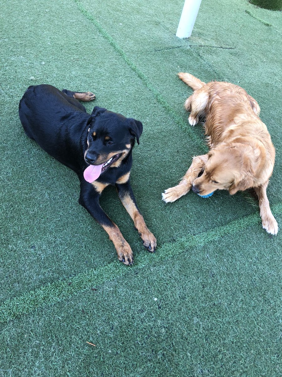 PPRNaples's tweet photo. Pets at paradise!! Don’t forget to bring your babies for daycare!! It’s always good to make new friends!! #petparadisenaples #friends #rottweiler #goldenretriever #daycare https://t.co/n5JpJ08ECJ