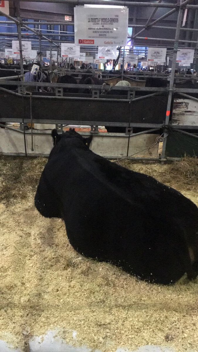 Genexys_uy's tweet photo. Apache ya en Expo Palermo.
Podrán apreciarlo en galpón los próximos días y en las pistas el 26 y 27 de julio.
Los iremos actualizando con la información de esta gran muestra
#genexys #angus #geneticadecarne #rubeta #angusdelmodelo https://t.co/AwWAx79bAJ