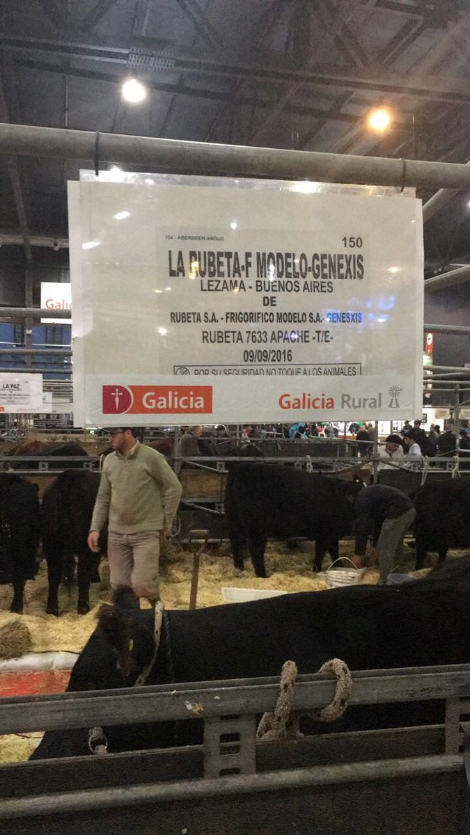 Genexys_uy's tweet photo. Apache ya en Expo Palermo.
Podrán apreciarlo en galpón los próximos días y en las pistas el 26 y 27 de julio.
Los iremos actualizando con la información de esta gran muestra
#genexys #angus #geneticadecarne #rubeta #angusdelmodelo https://t.co/AwWAx79bAJ
