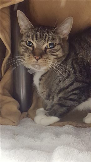 Catherine_Riche's tweet photo. *** SECOND CHANCE *** GABBY might BE KILLED TOMORROW unless fosters/adopters are found BEFORE NOON. Please RT-SHARE-PLEDGE-FOSTER-ADOPT! #NYC #CATS

https://t.co/bkd3aM2ULa https://t.co/1fcNhiwJia