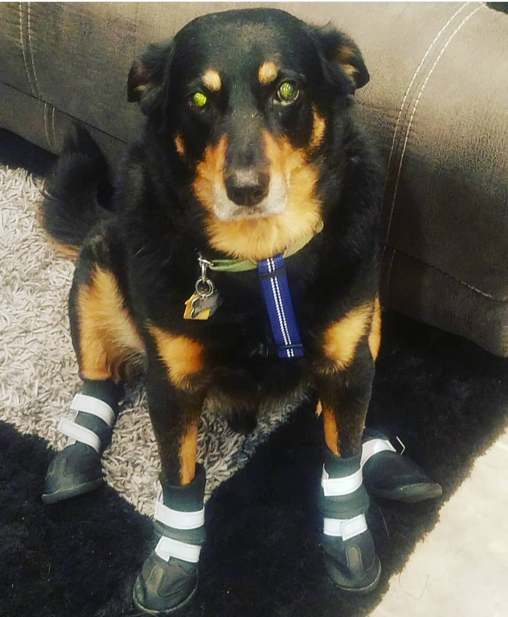 martincasaus's tweet photo. When your leaving home and get this look... sorry Jasper. Dads off to @Comic_Con to be on the @LuchaElRey panel. Love you pup. Who else gets angry puppy faces when leaving?

#angryfaces #LuchaUnderground #SDCC #SDCC2018 #ThursdayThoughts #SanDiegoComicCon #martythemoth https://t.co/5wdPL2VOCC