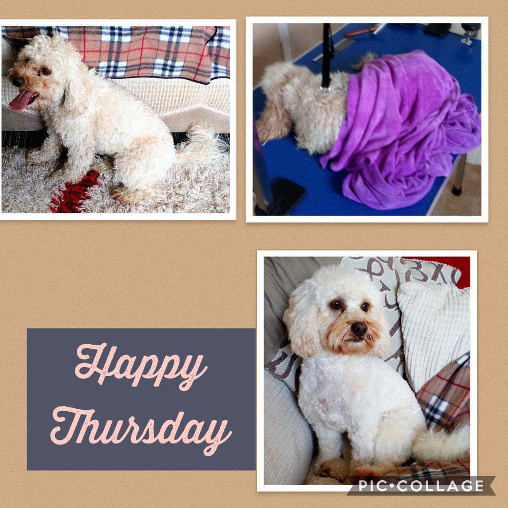 JustLoveDogs_K9's tweet photo. Before groom, during dematting lol, and relaxing after โ๏ธ๐โค๏ธ #cockapoo #LakeDistrict #lovethelakes #dogroomerinwindermere #windermeredoggroomer #justlovedogs #dogsofinstagram #dogsontwitter https://t.co/kq4Uf3d2cn