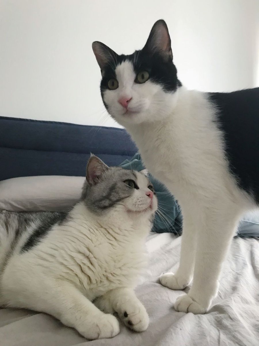 YcsjPet's tweet photo. pair of brothers https://t.co/u9KTGyGTTi