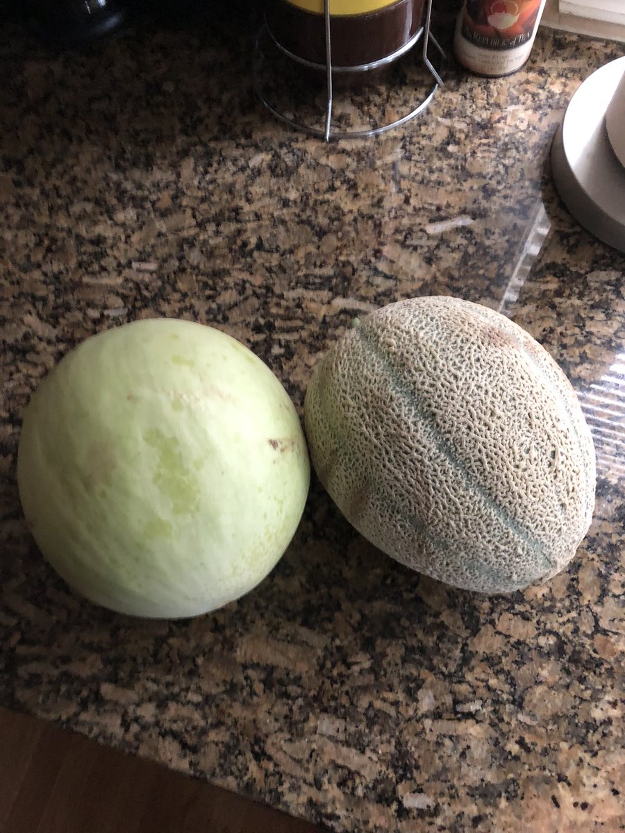 JTSDGardens's tweet photo. Look whatโs coming out of the garden @jtsdnixa....first of the melons! #melonmadness #schoolgardening #jtsd #nixaschools https://t.co/UBMsbPixrA