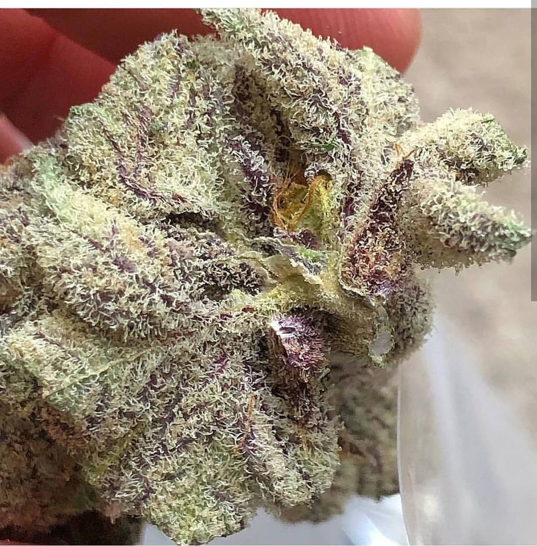 CannAlign's tweet photo. Lemon sorbetto 🍋🍋 so much thc you can barely see the bud. This is addictive in the sense that all good things in life are worth repeating.
#marijuana #cannabis #entrepreneur #hightimes #weedstagram420 #medicalmarijuana #cannalign https://t.co/vbVPnFclod