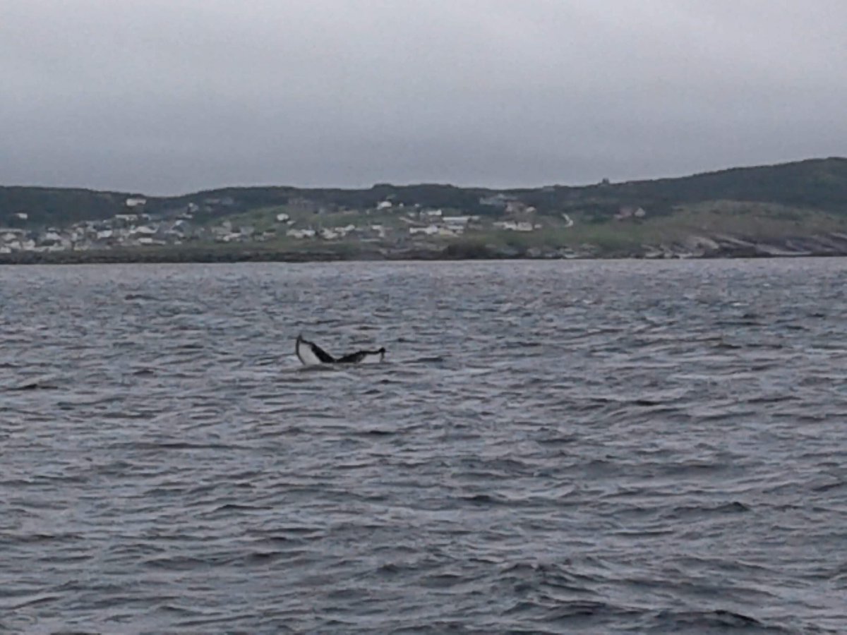 Some whale tail on our 4pm tour today. <a href="/LegendaryCoasts/">Legendary Coasts</a> <a href="/NLtweets/">NewfoundlandLabrador</a> <a href="/BTRChamber/">Bonavista-Trinity Regional Chamber of Commerce</a> <a href="/TownofBonavista/">Town of Bonavista</a> #WHALES #boattour