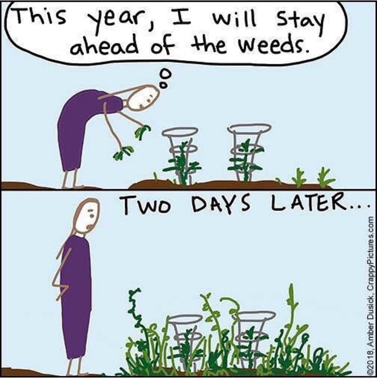 ThatBestHome's tweet photo. Check out this tweet from GrampasWeeder:
I think we’ve all been there before! #grampasweeder #weeding #standupweeder #gardening #weedingtool https://t.co/2sJ89YiA2Z
