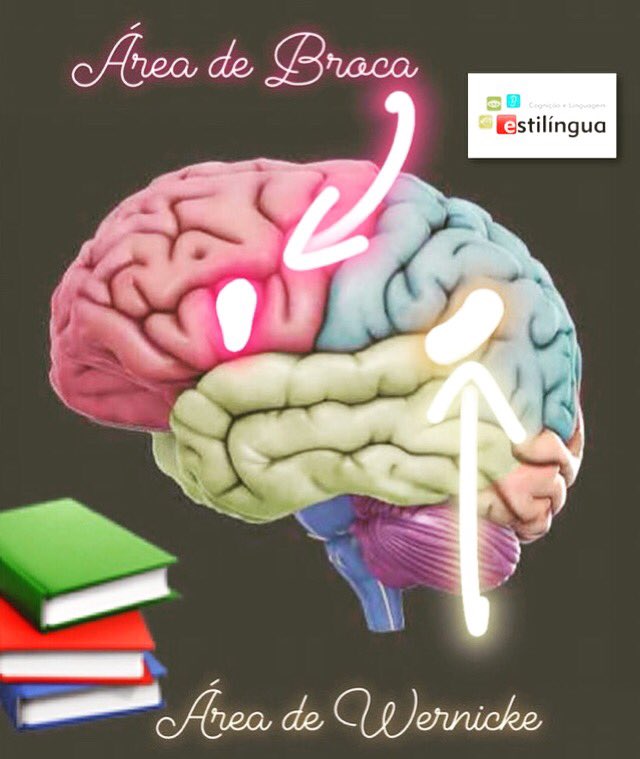 estilingua's tweet photo. Áreas de Broca e de Wernicke: as áreas da linguagem! 🧠🗣. Veja o post completo lá no Facebook e no Instagram da Estilíngua! #estilíngua #neuroanatomia #neurologia #estimulçãodelinguagem #encéfalo #braintraning #treinamentocerebral #áreadebroca #áreadewernicke https://t.co/O02YqTlsBd