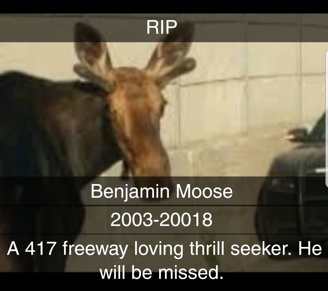 ChipsterChavez's tweet photo. #MooseOnTheLoose #Hwy417 #ottnews #ottawa https://t.co/3NqzLEXGop