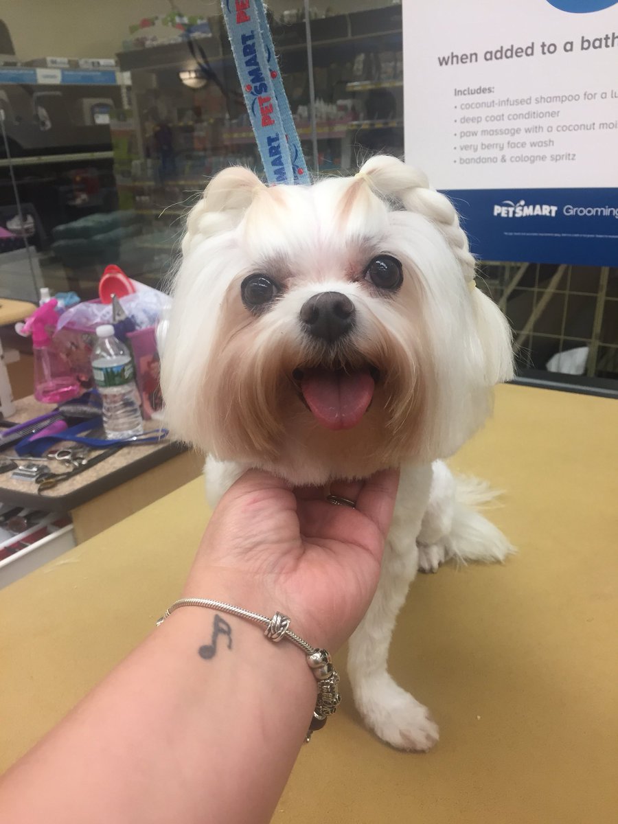 Daisy is a pleasure to groom! Her braided pigtails add a bit of fun to her look. 💕 #petsmart #petsmartgrooming #maltese #lifeatpetsmart #petsmartsnj