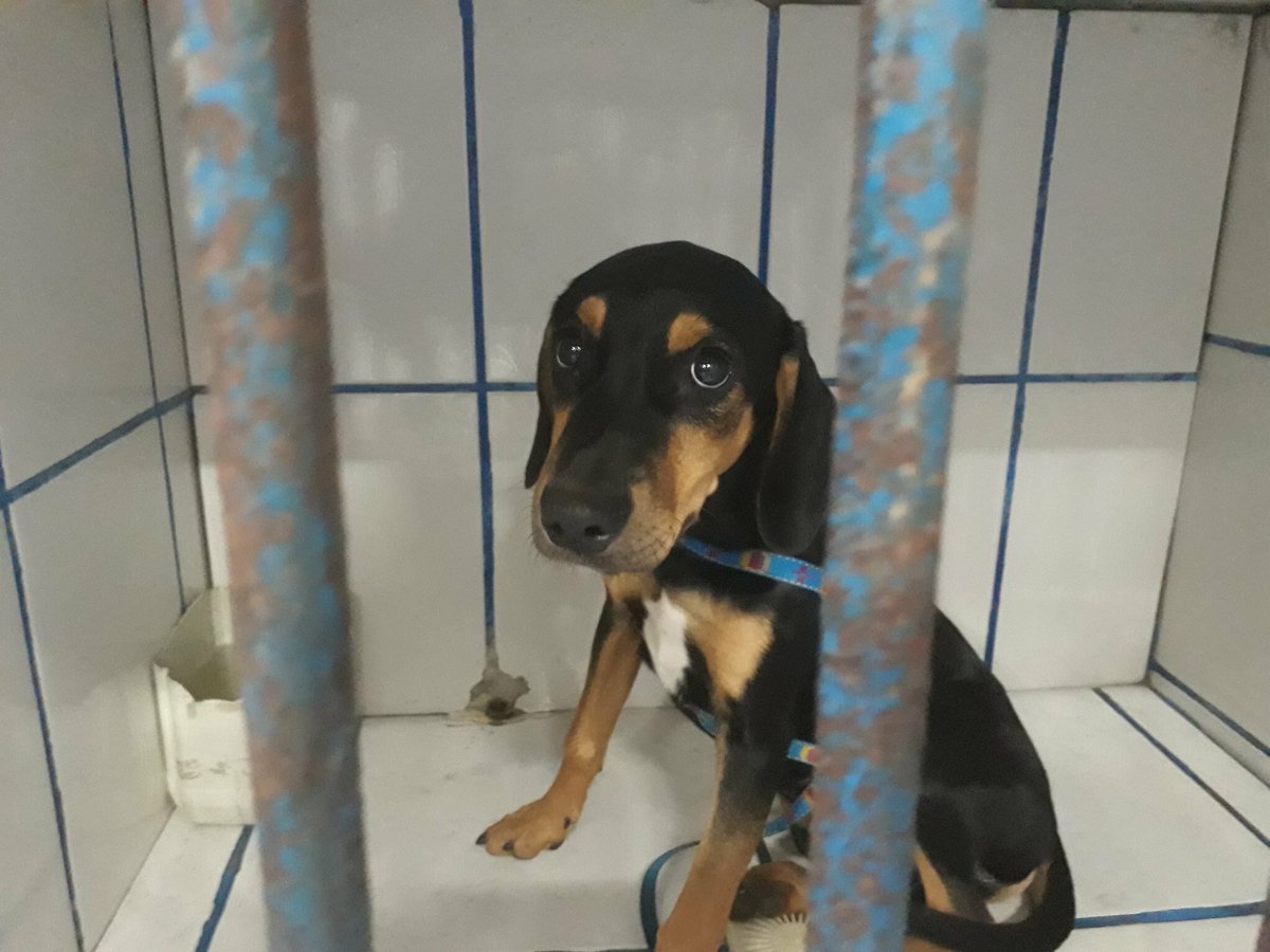 Este é o Ted, ele foi levado ao Pet shop por um homem, mas o homem nunca mais foi buscá-lo e deu um telefone q n existe. Ele tem 5 meses, é dócil e pode ser castrado sem custo algum!!! 
Me ajudem a encontrar um lar para ele!! 
Tel: (21)964997662
AJUDE DANDO RT P ELE TER UM DONO