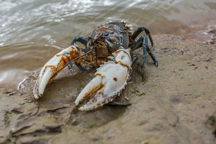 RadioNational's tweet photo. The Murray Cray is rare. So rare, it's been called a unicorn of the river https://t.co/G2EuLoupLm @jones_ann https://t.co/TXSvYIMgew