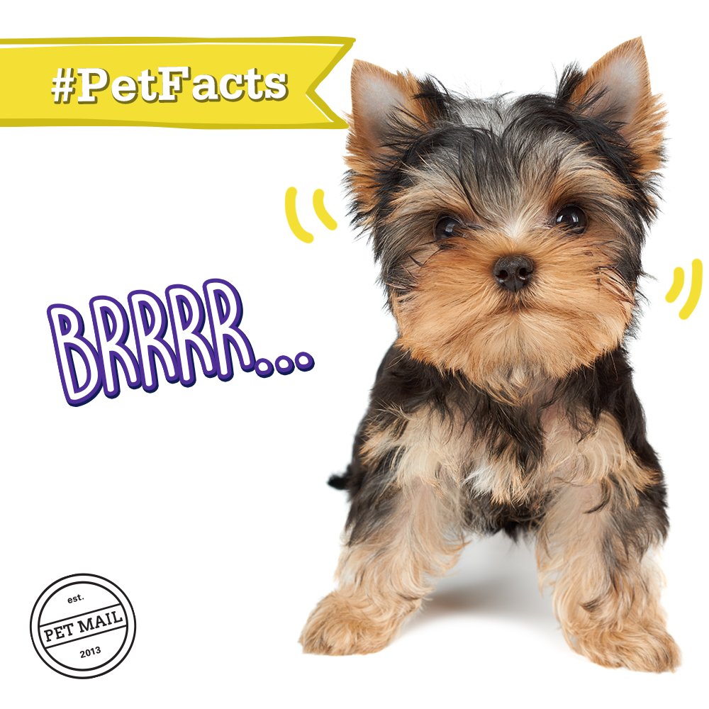 PetMailMX's tweet photo. #PetFacts Las razas de tamaño más pequeño son más propensas a temblar ya que tienden más a bajadas de azúcar y regulan con más dificultad la temperatura de su cuerpo. Por ejemplo el Chihuahua o el Yorkshire Terrier. https://t.co/SgqsMbZYKd