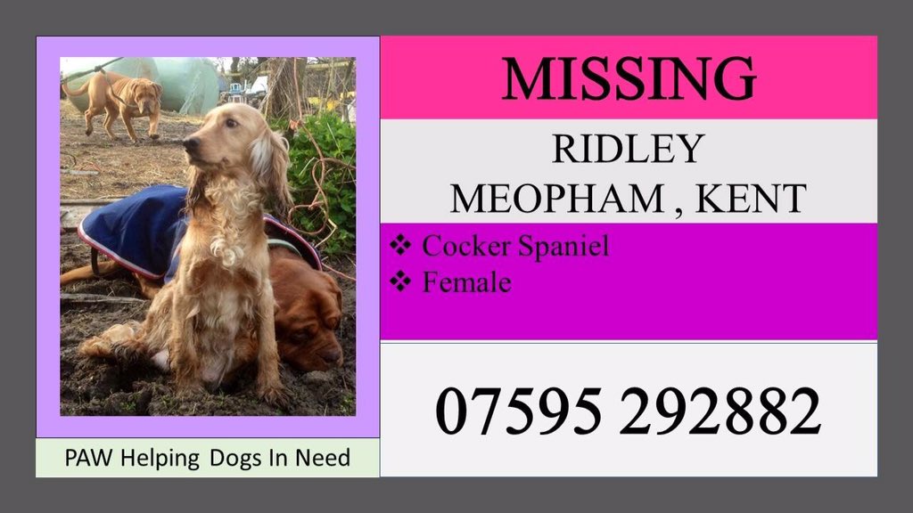 rosieDoc2's tweet photo. #missing looks like she could of been #stolen 
#findMillie pale golden #cockerspaniel Monday 23/1/17 was when she went A DOG THAT NEVER WANDERED 🤔#Ridley between #Culverstone / #Meopham &amp; #NewAshgreen #Kent #TN15 where is Millie now? One day after FIFI was taken, not far away https://t.co/HWw0P0xUEN