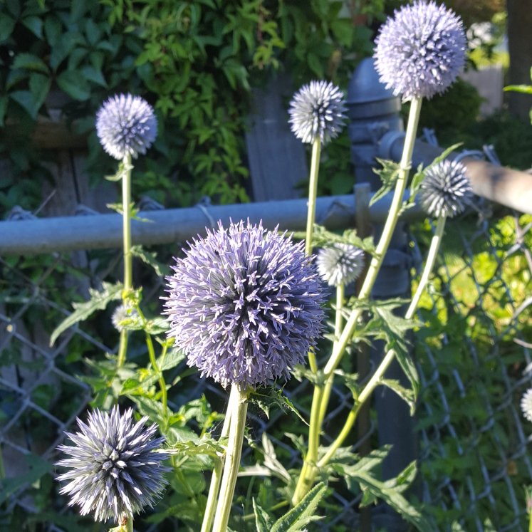 ljennings32's tweet photo. Glandular Globe-thistle 'Arctic Glow' (Glandular Globe-thistle 'Arctic Glow') - Enjoying the #thist... via @gardentags https://t.co/oboBCyn7KZ