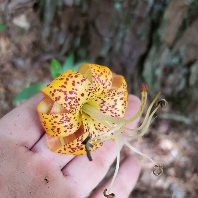 ICODave_'s tweet photo. What is this beauty .
.
.
.
#plants #nature #nofilter #green #light #flower #botanical #flowers #garden #photography #travel #colour #evanescence #surface #parquedacidade #gardening #walk #patina #brasilien #riodejaneiro #flora #rainforest #art #vergänglichkeit #sun #brasil … https://t.co/pZaPo5iRcA