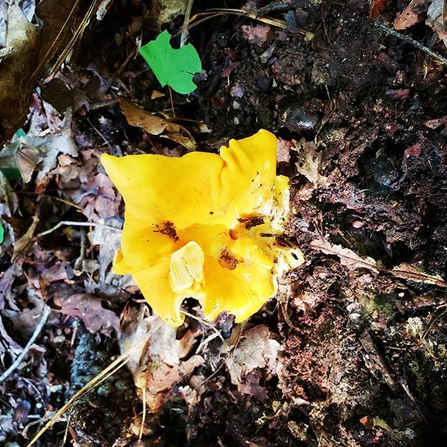 ICODave_'s tweet photo. Chanterelle .
.
.
.
.
#mushroom #fungi #nature #mushrooms #mycology #forest #foodporn #woods #art #food #naturelovers #love #reishi #mushroomsociety #moss #design #shrooms #naturephotography #instafood #psychedelic #cogumelos #healthy #magic #psychedelicart #green #avocado #… https://t.co/RsEwB5gSpd