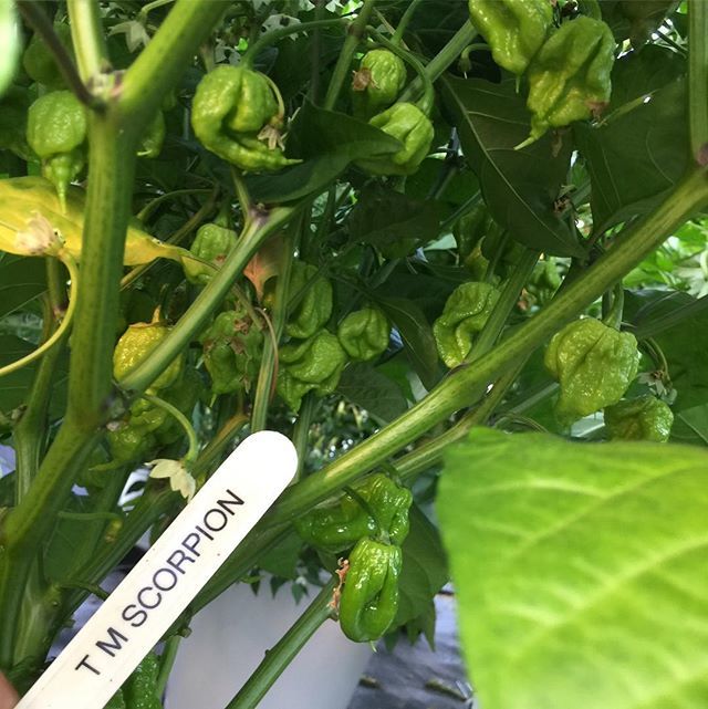 PricesSpices's tweet image. Can’t wait for these to #ripen up! #trinidad #moruga #scorpion #chilli and not only are they a good size this year, there’s an abundance of them already!!! #getyourgrowon with the power of @autopot_global and #cannauk #knowyourgrow ift.tt/2L7GaDj
